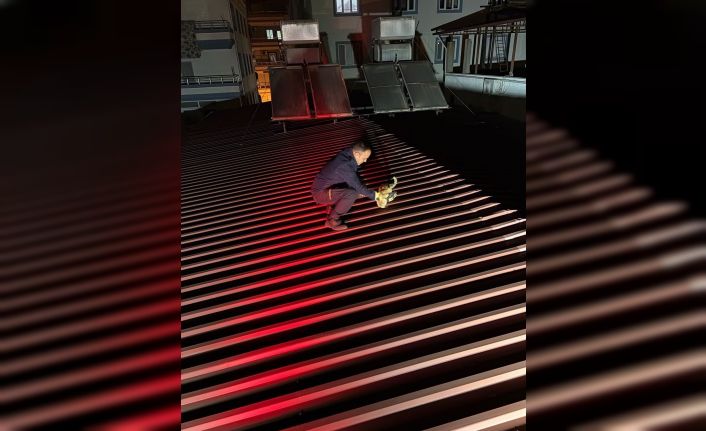 Çatıda mahsur kalan kediyi itfaiye kurtardı
