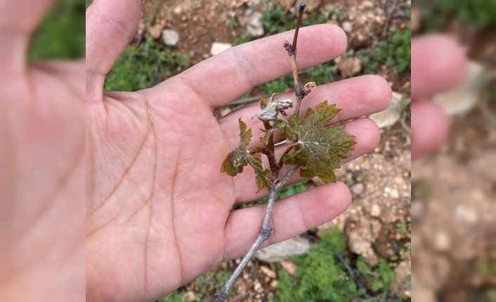 Çiftçilerin cabası yetmedi, don tarım arazilerine büyük zarar verdi