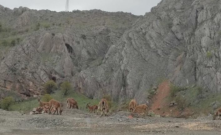 Dağ keçileri kara yoluna indi