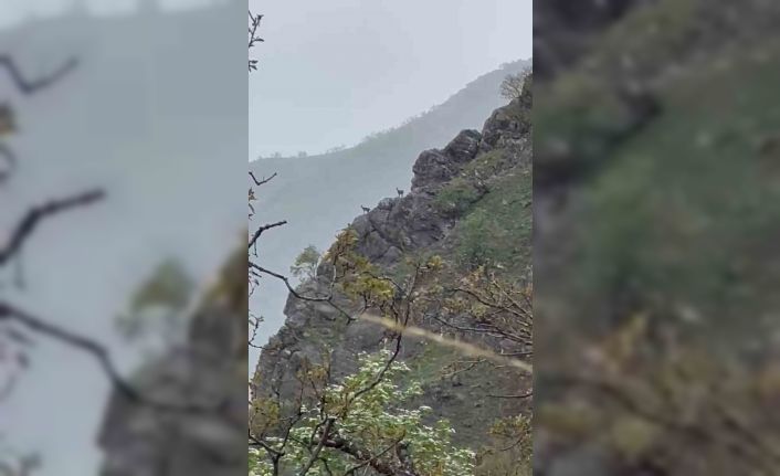 Dağ keçileri yağmur altında gezerken görüntülendi