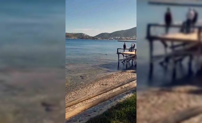 Datçada kıyıya yakın bölgede iki köpek balığı görüldü