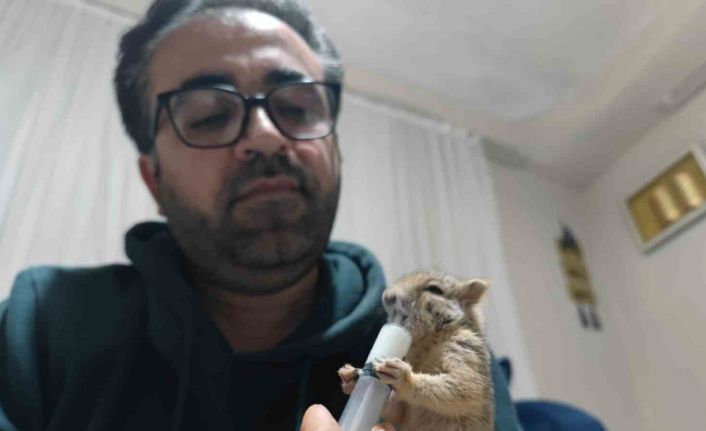 Doğa gezisinde bulduğu yavru sincabı sahiplendi