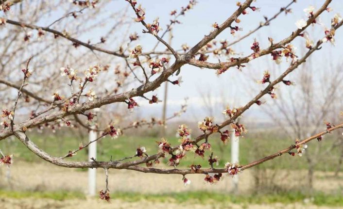 Dondan etkilenen kayısıda hasar tespit çalışmaları başladı