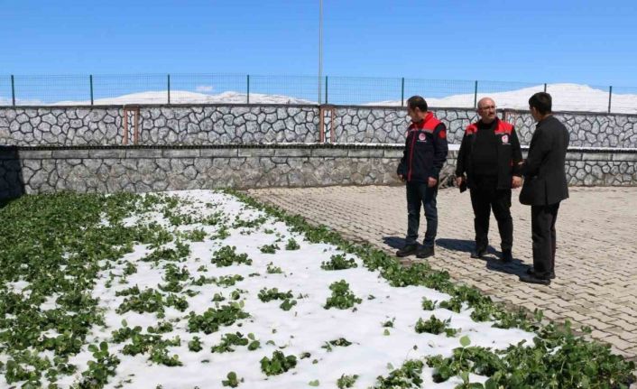 Erzincan ve ilçelerini zirai don vurdu