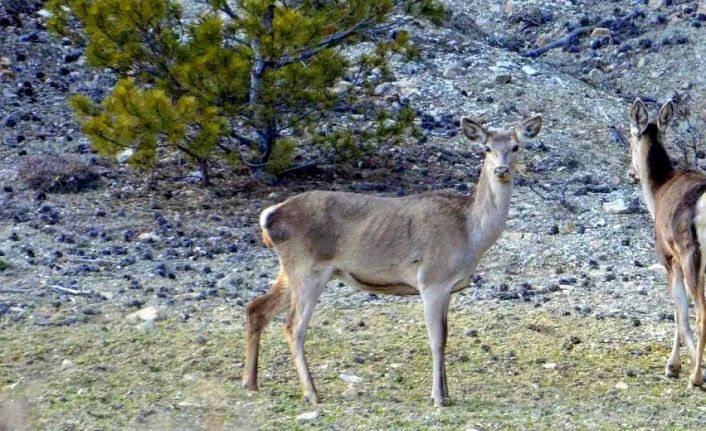Erzincanda iki kızıl geyik havadan görüntülendi