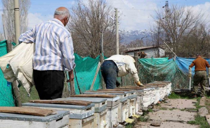 Erzincan’da kıştan çıkan bal arıları açan çiçeklerle buluştu