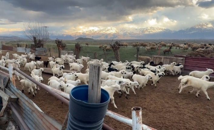 Erzincan’da kuzular anneleriyle buluştu