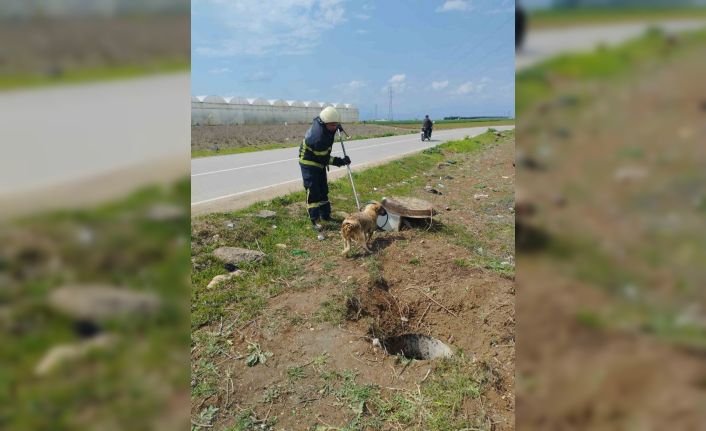 Fosseptik çukurundan gelen köpek sesi itfaiye ekiplerini harekete geçirdi