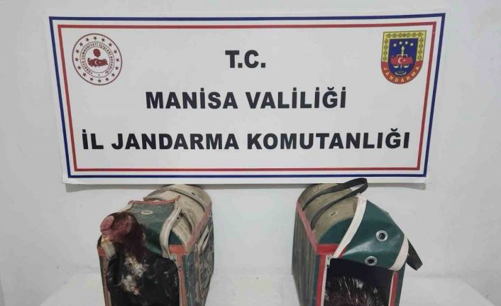 Horoz Dövüşüne suçüstü