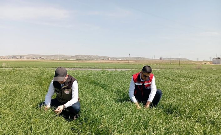 Hububat ekili alanlarda bitkisel hastalıklara karşı kontroller başladı