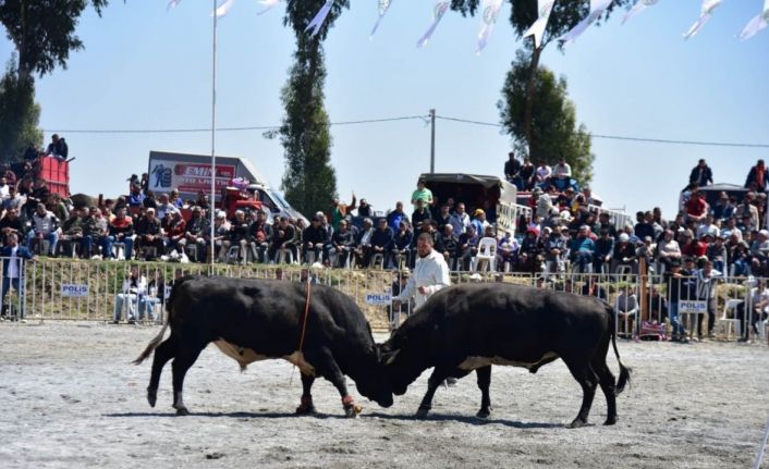 İncirliova’da pehlivan boğalar arenaya çıktı