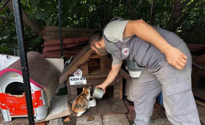 Kağıthane’de bir yılda 10 bin 882 can dost rehabilite edildi