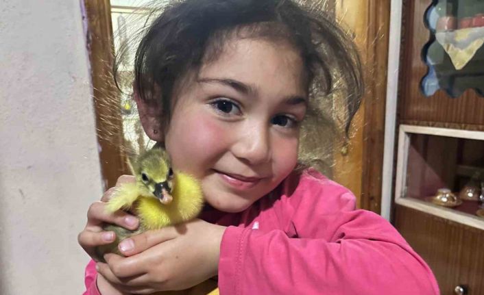 Kars’ta kazalar kuluçkaya yattı, yılın ilk yavruları çıktı