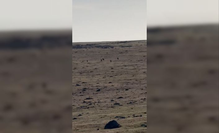 Kars’ta kurt sürüsü görüntülendi