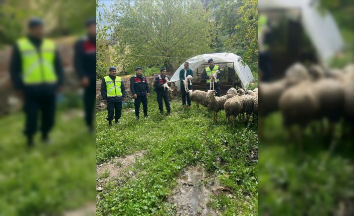 Kaybolan 13 koyun jandarma ekiplerince bulundu