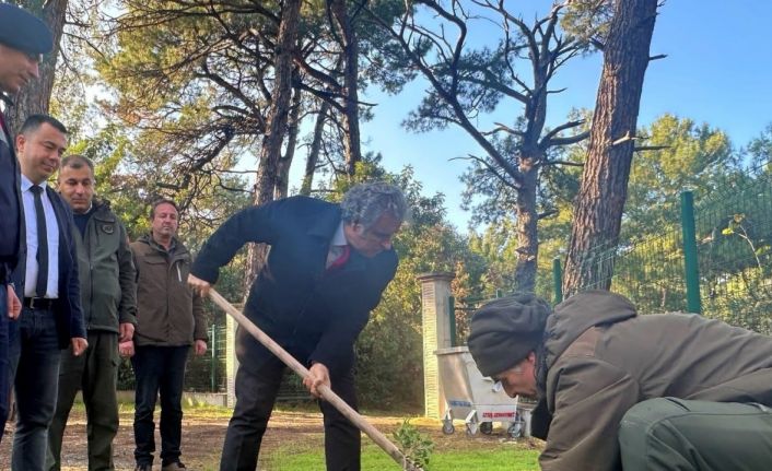 Kaymakam Keklik’ten sakız ağacı fidanlarına bahar bakımı