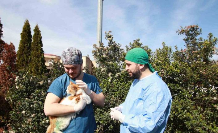 Kırık bacakla geldi, adı "Şanslı" oldu