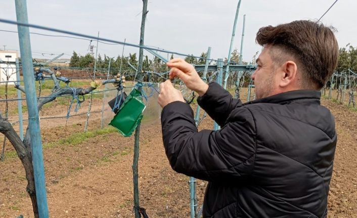 Kırklareli’nde kahverengi kokarca böceği zararlarına karşı önlem alındı