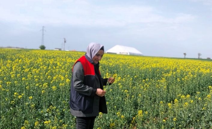 Kırklareli’nde kanola ve hububat tarlaları incelendi
