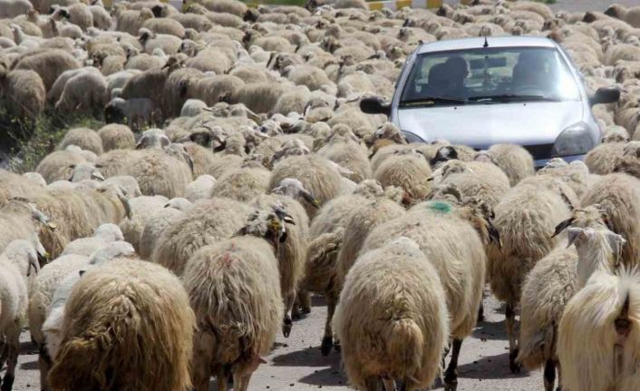 Kışı atlatan besicileri yüksek maliyetli çoban telaşı sardı