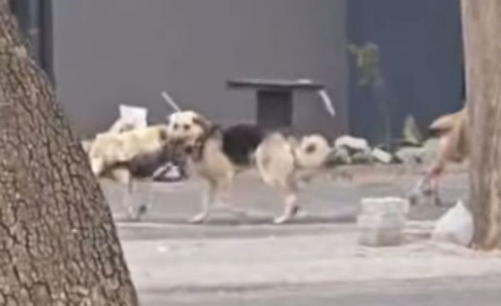 Konya’da sahipsiz köpekler kediyi parçaladı
