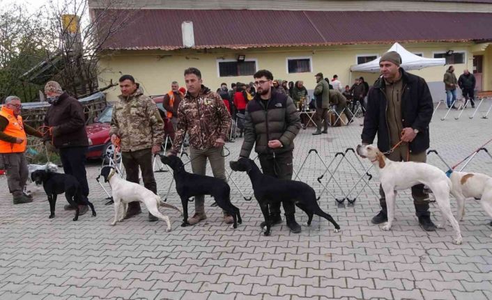 Köpekler en gözde özellikleriyle yarıştı