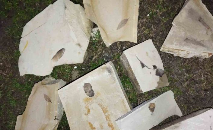 Kuşadası’nda 15 milyon yıllık yaprak fosili bulundu