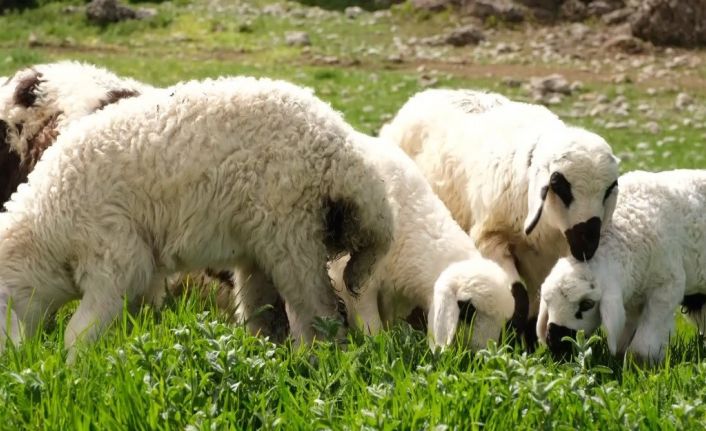 Kuzu ve oğlak desteklerinde ikinci başvuru dönemi başladı