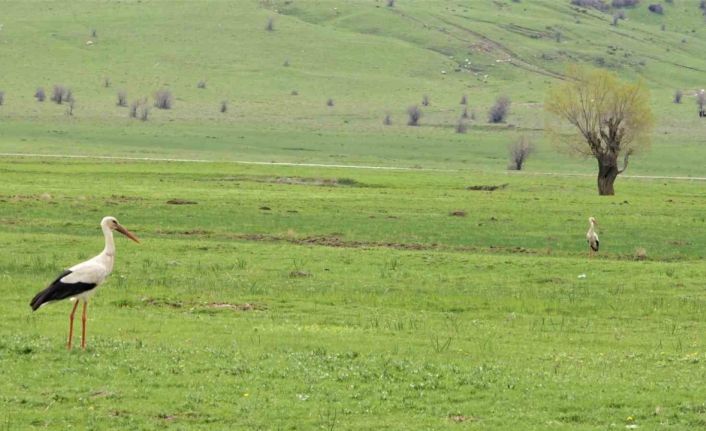 Leylekler Muş Ovası’na döndü