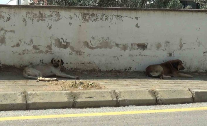 Mahalle sakinleri başıboş köpeklerden tedirgin