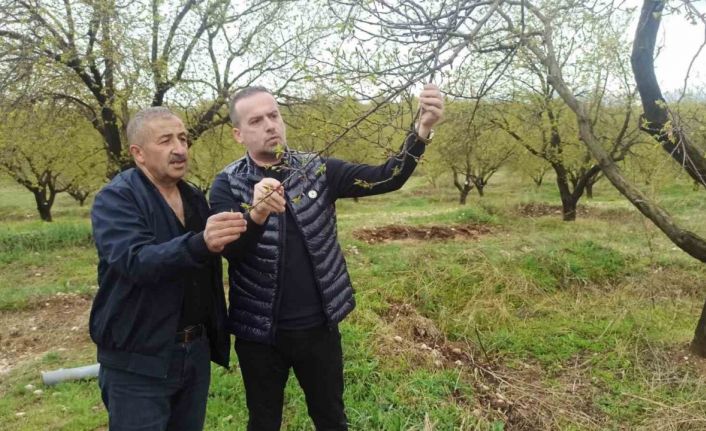 Malatya’da kayısıyı dolu vurdu