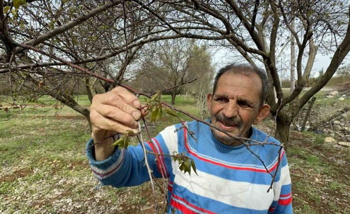 Malatya’da zirai don meyve ağaçlarını vurdu