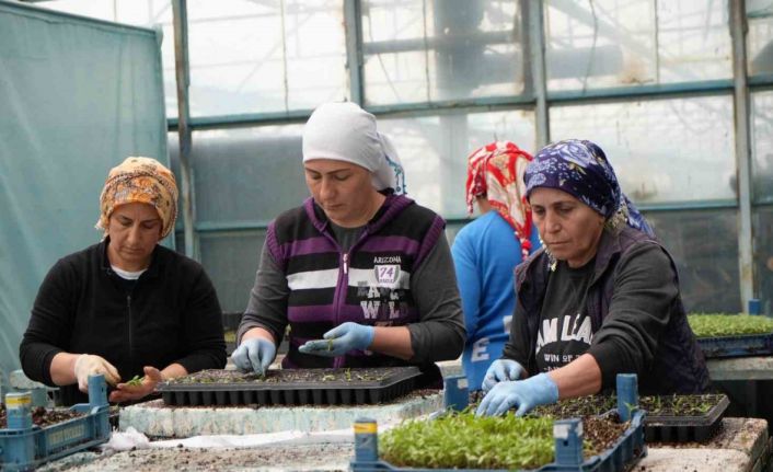 Milyonlarca sebze fidesi Erzincan seralarında büyüyor