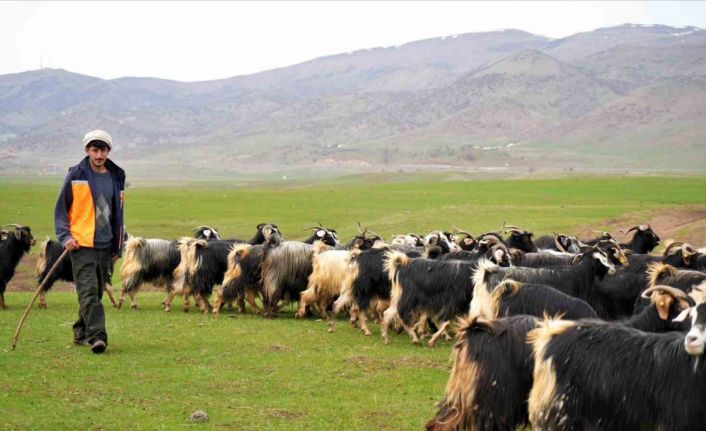Muş’ta ilkbaharın gelmesiyle 1 milyon 250 bin hayvan meraya çıkarıldı
