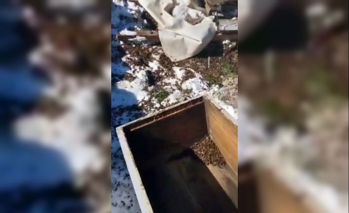 Osmaniye’de aç kalan ayılar, arı kovanlarına saldırdı
