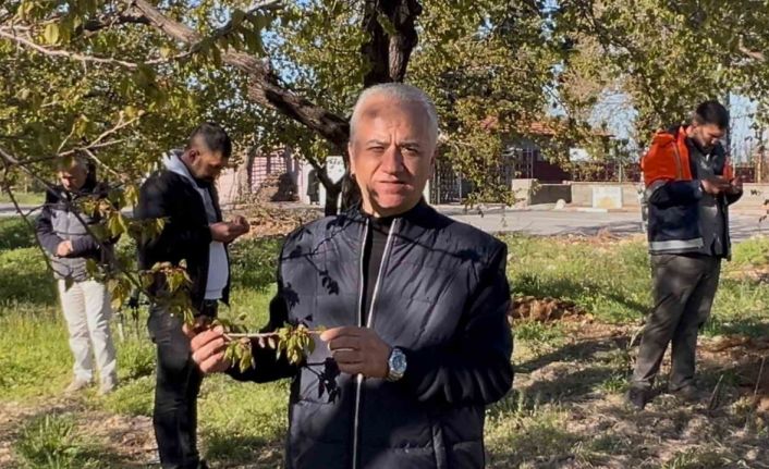 Özköse, zirai donun vurduğu kayısı bahçesinde incelemelerde bulundu