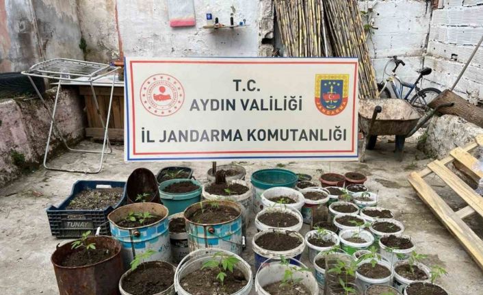 Saksıya ektiği 82 kenevir ile yakalandı