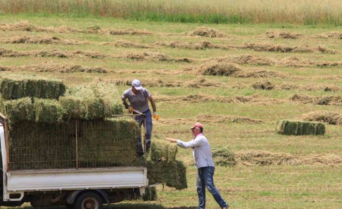Saman fiyatları 3 ayda yüzde 18,4 yükseldi