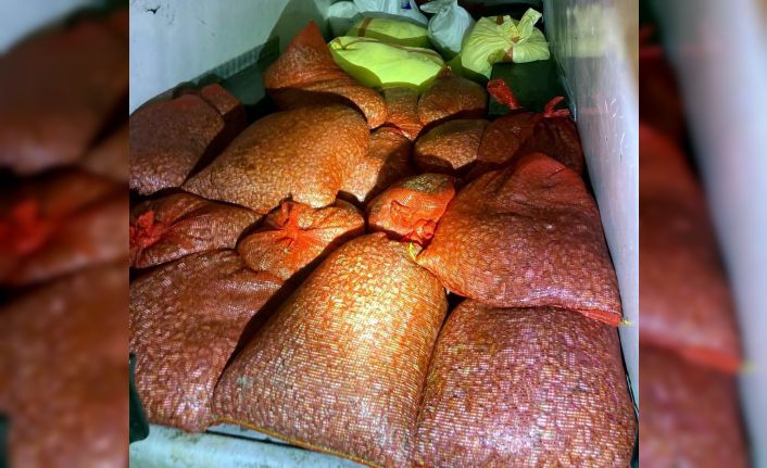 Samsun’da kaçak avlanan 1 ton midye denize geri bırakıldı