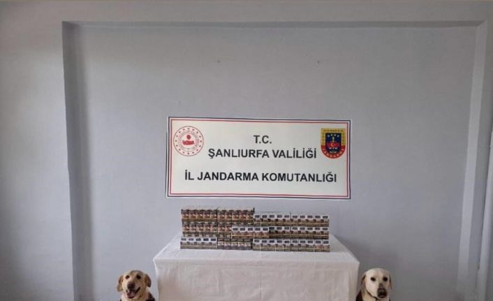 Şanlıurfa’da bin 720 paket kaçak sigara ele geçirildi