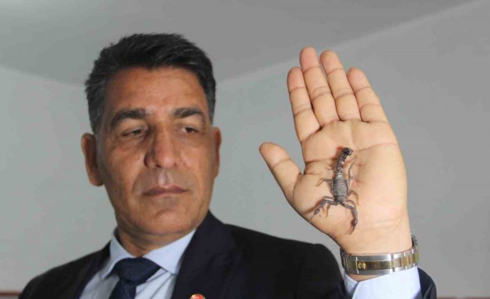 Şanlıurfalı akrep üreticisinden, bakanlığın Anadolu akreplerini koruma kararına destek