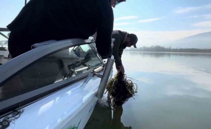 Sapanca Gölü’nde ‘hayalet ağ’ katliamı: Binlerce balık telef oldu
