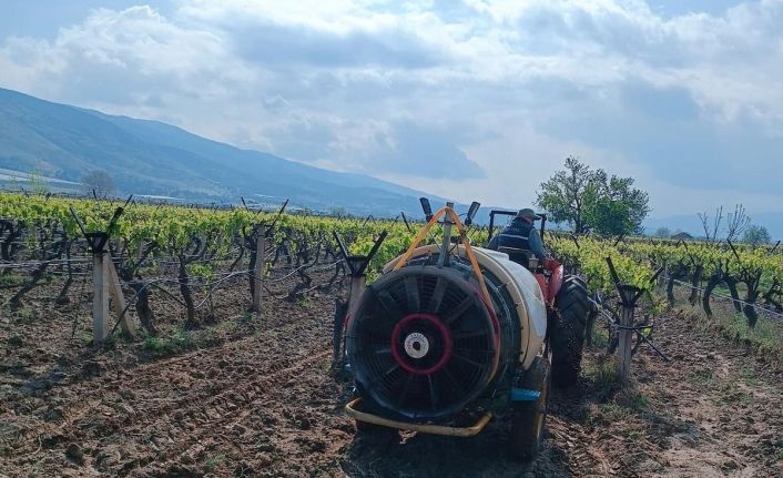 Sarıgöl’de yağmur sonrası bağlarda ilaçlama çalışması başladı