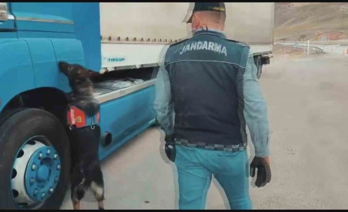 Sigara kaçakçıları tütün tespit köpeğinden kaçamadı