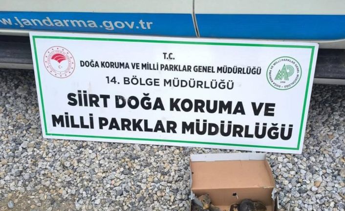 Siirt’te kaçak sincap avlayan şahsa 101 bin lira para cezası