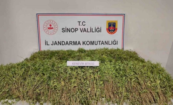 Sinop’ta tarlada 31 bin kök kenevir ele geçirildi