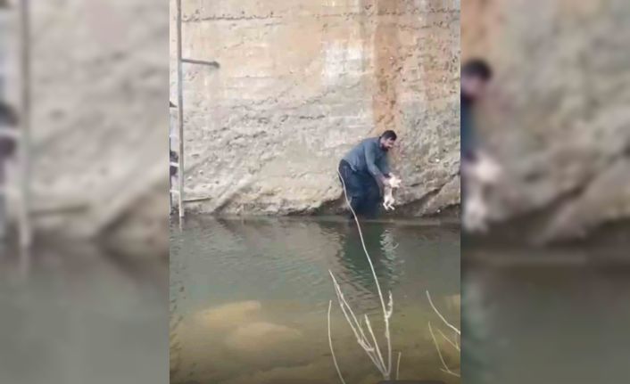 Siverek’te derede mahsur kalan kedi kurtarıldı