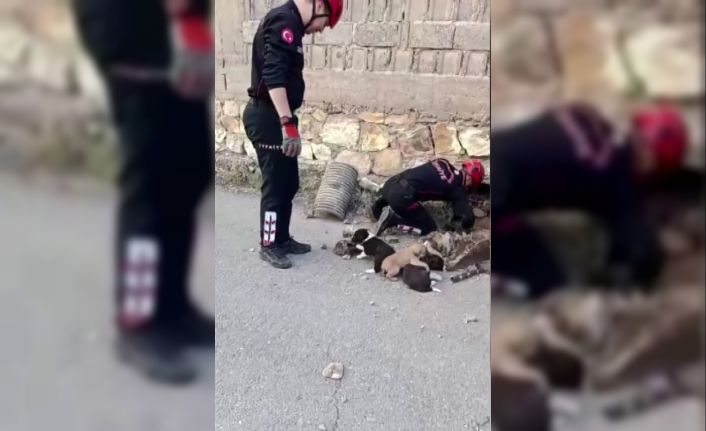 Su borusundan 7 yavru köpek çıktı