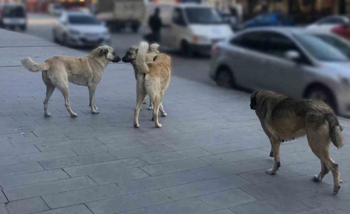 Tercan’da vatandaşlar başıboş köpeklerden muzdarip