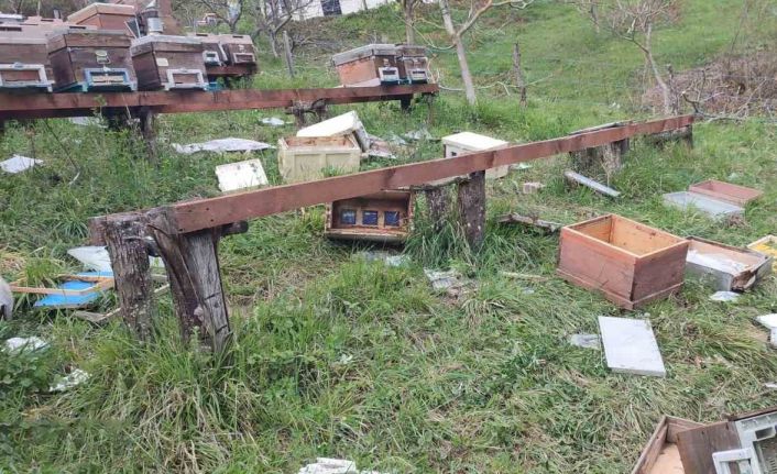 Türkeli’de ayı saldırısı: 23 arı kovanı parçalandı